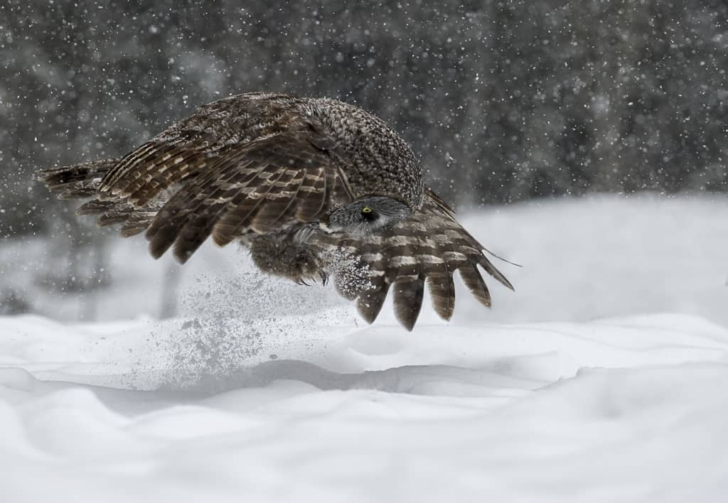 Great Grey Prey Pounce