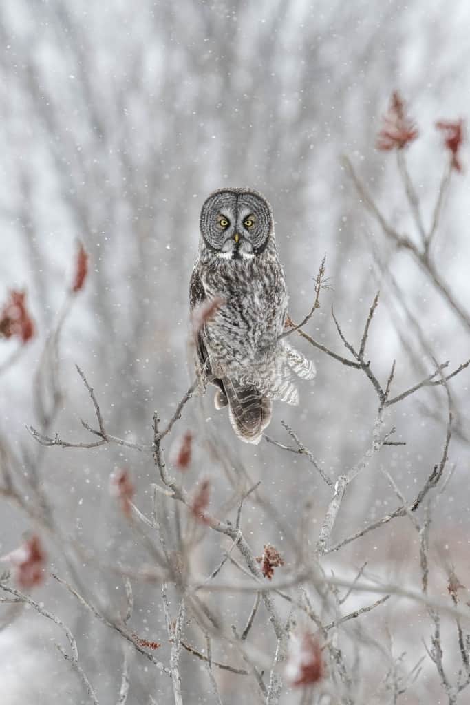 Great Grey Owl in Sumac