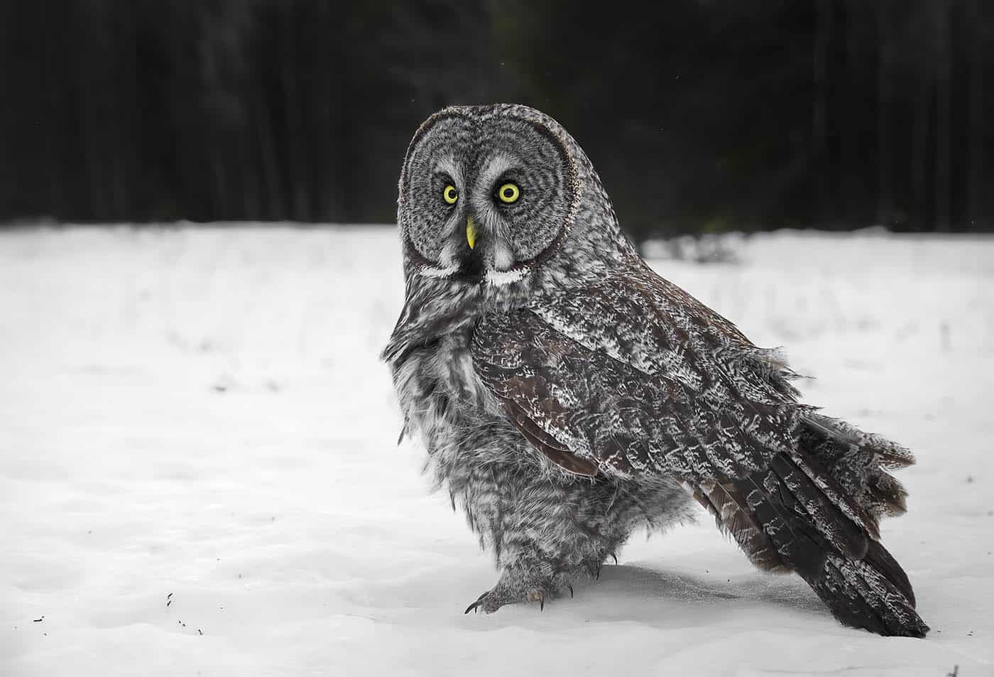 Great Grey Curiosity