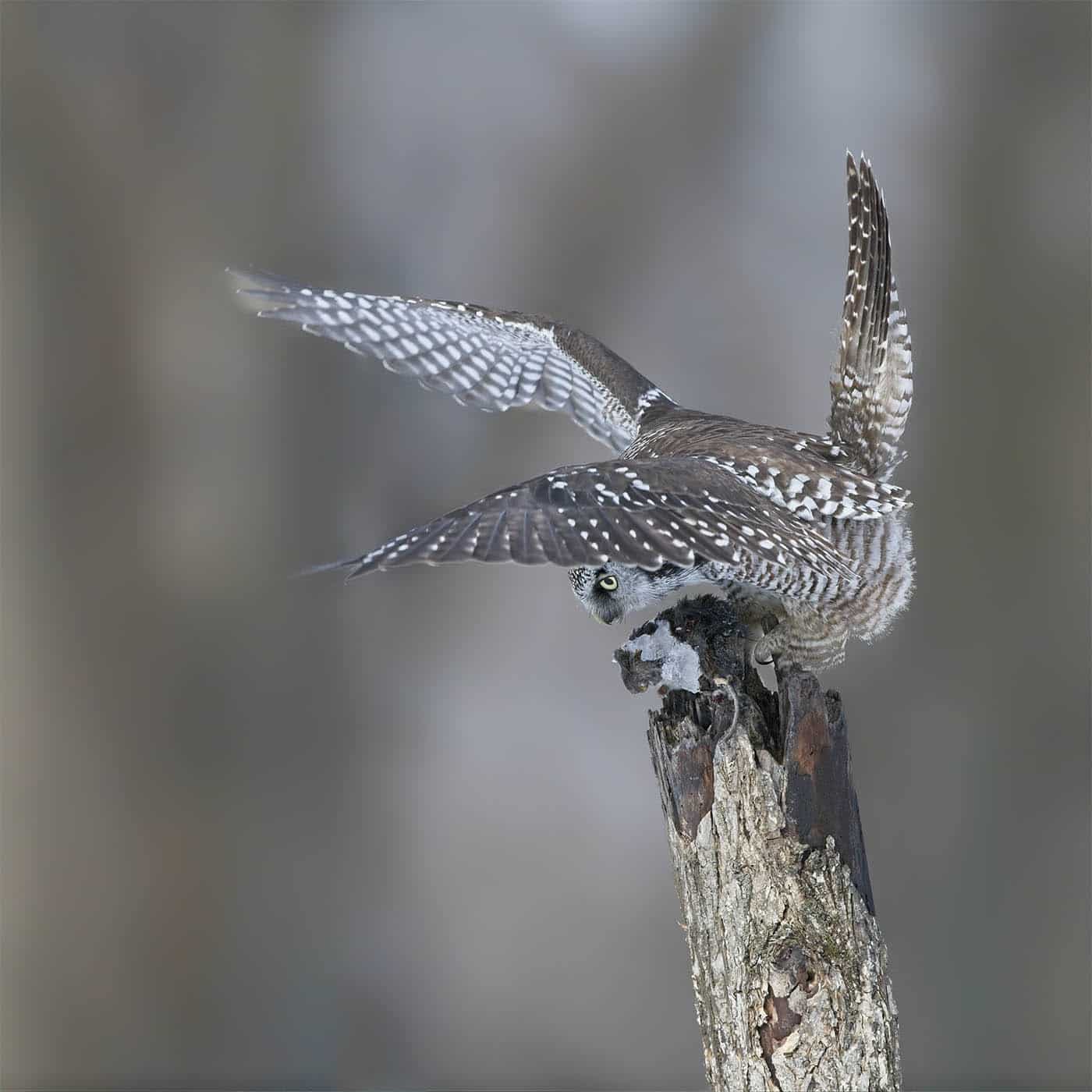 Hawk Owl With Prey