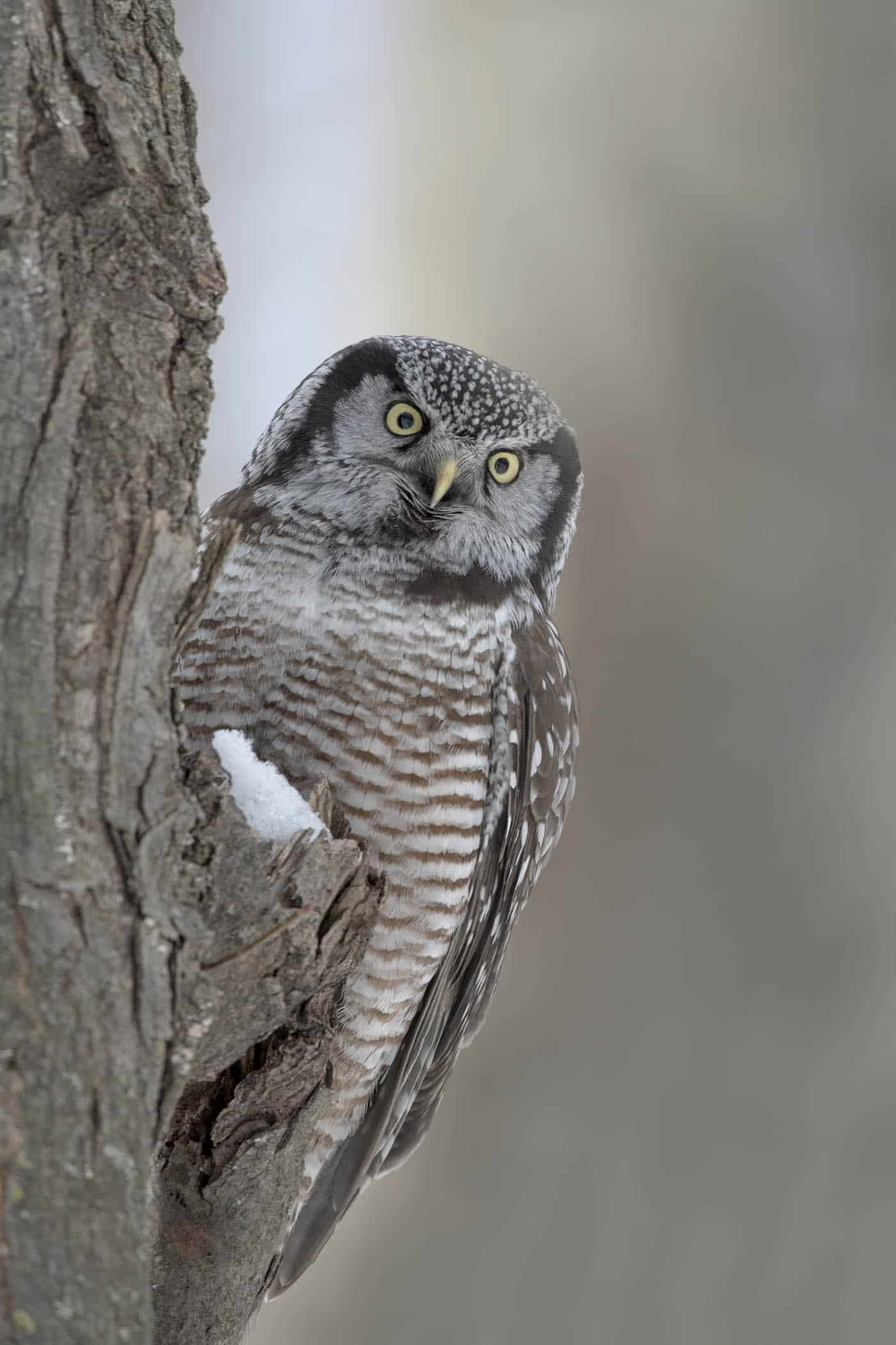 Hawk Owl