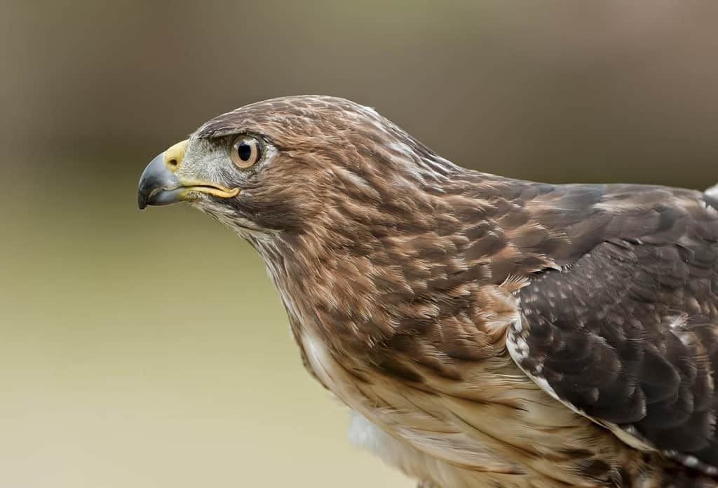 Hawk Portrait