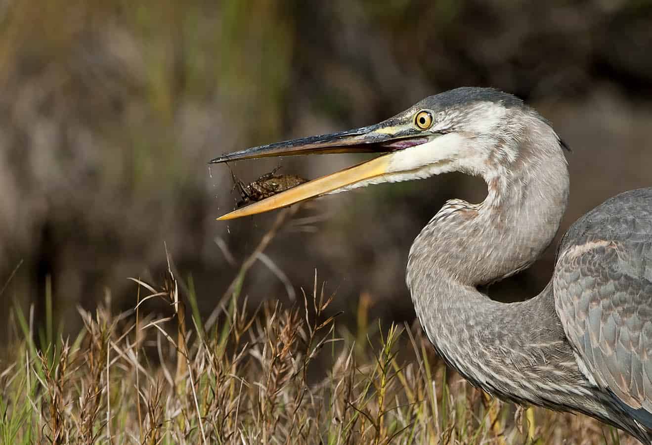 Heron and Beetle