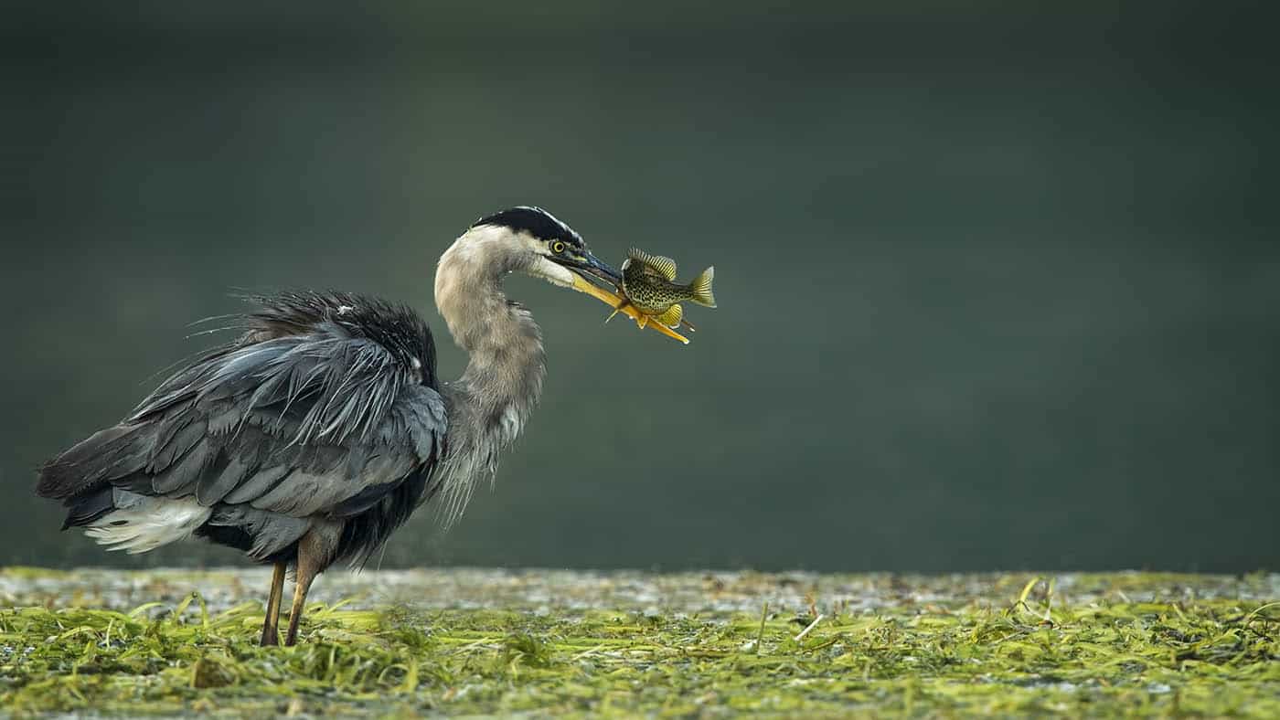 Great Blue Heron Catch of the Day