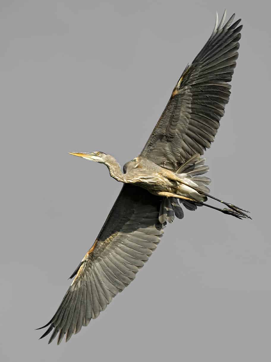 Great Blue Heron In Flight