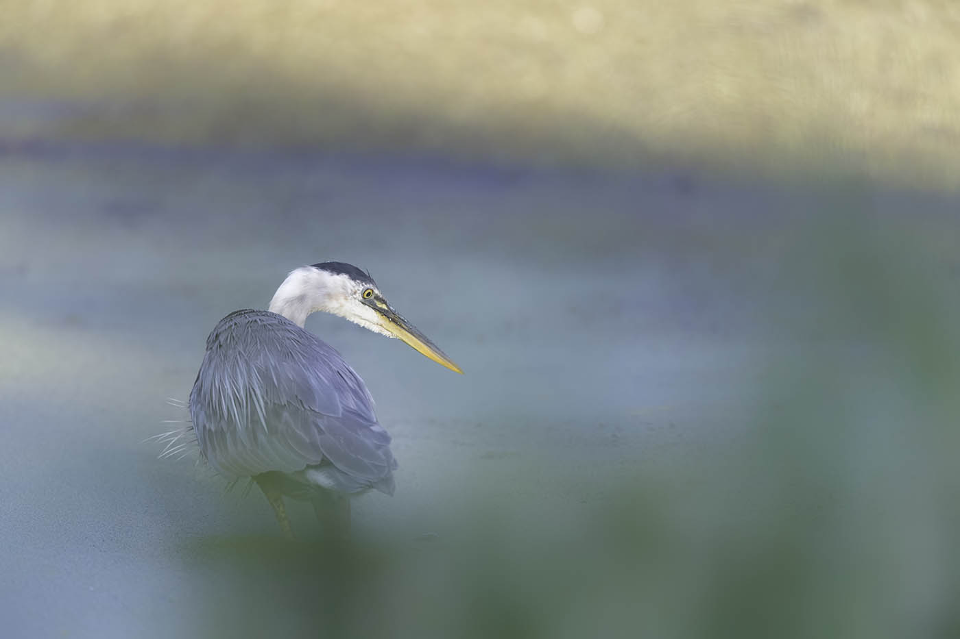 Heron Pastels