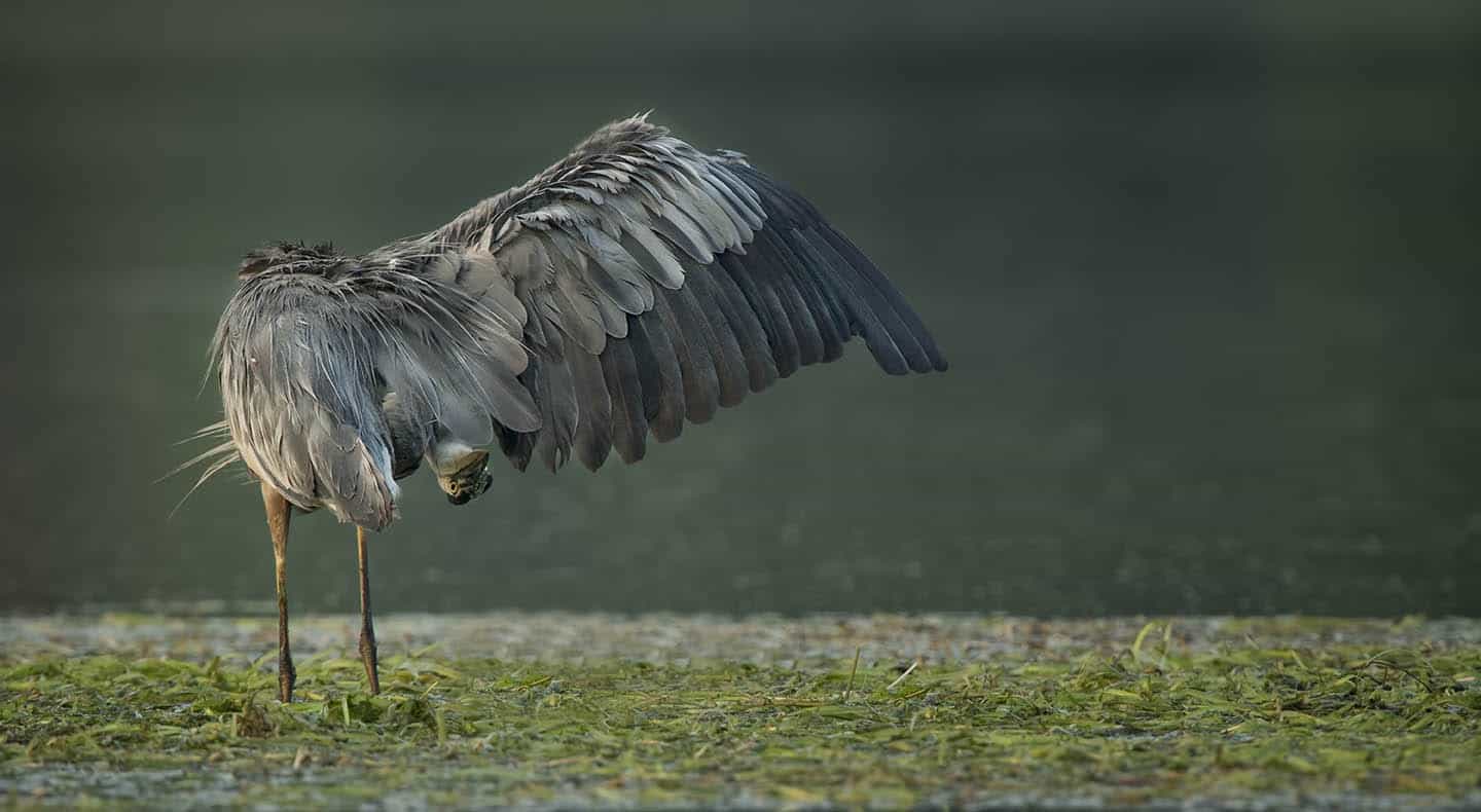 Great Blue Heron I See You