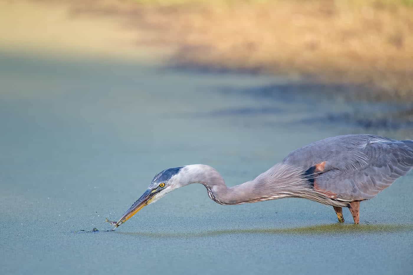 Heron in Pastel