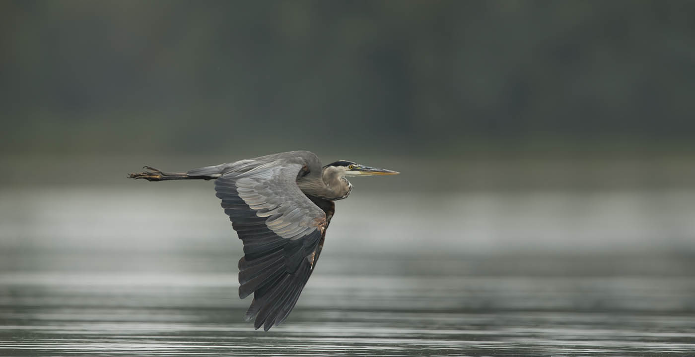 Great Blue Heron Takes Flight