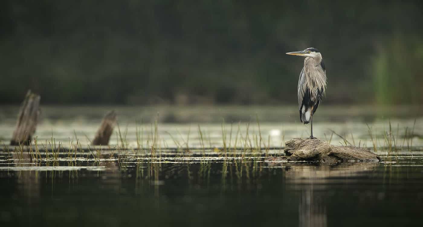 Great Blue Heron On Alert