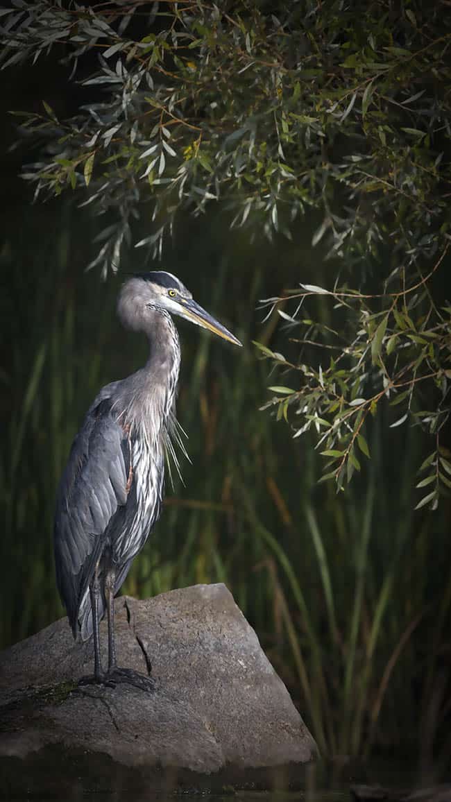 Blue Heron in Willow