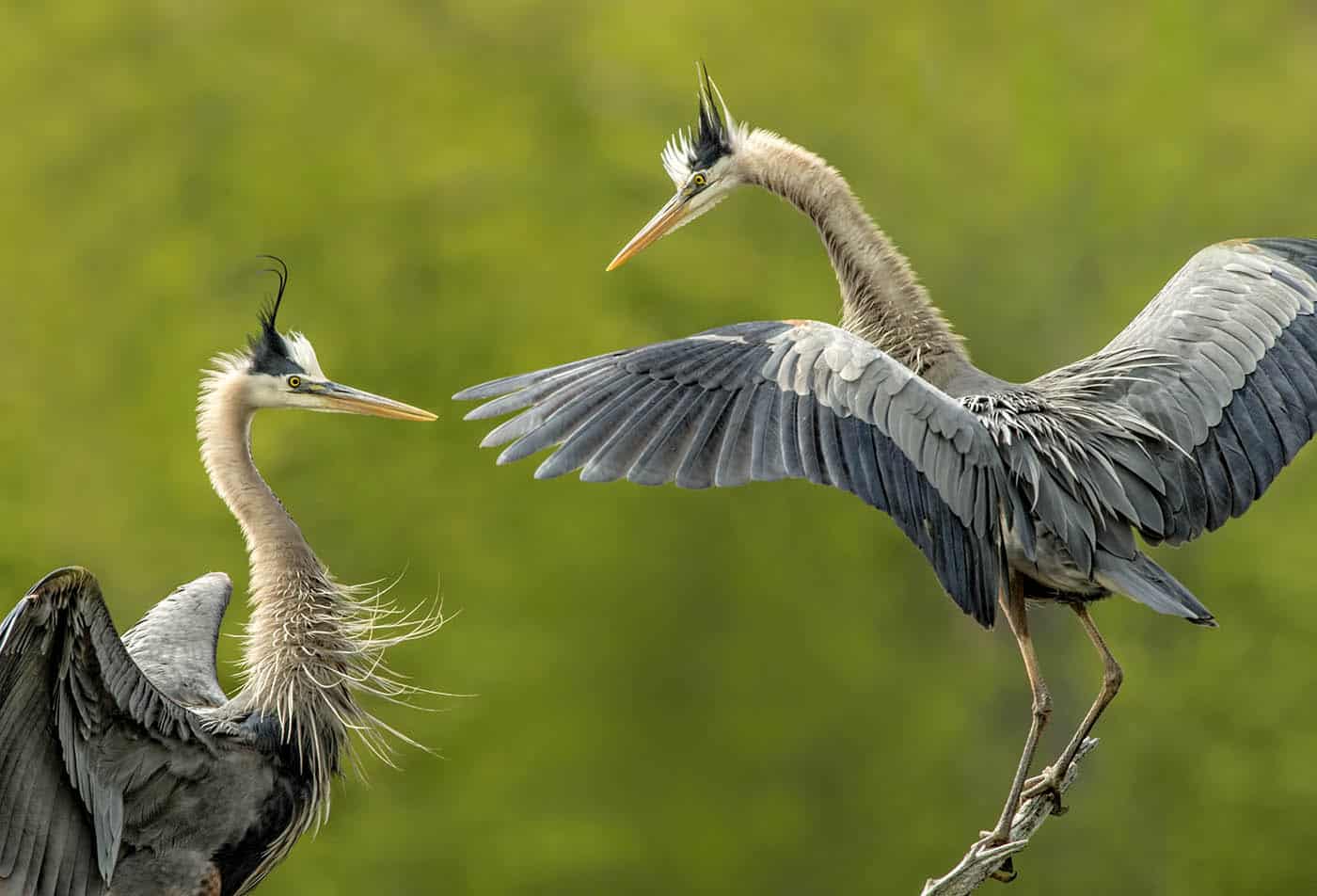 Herons