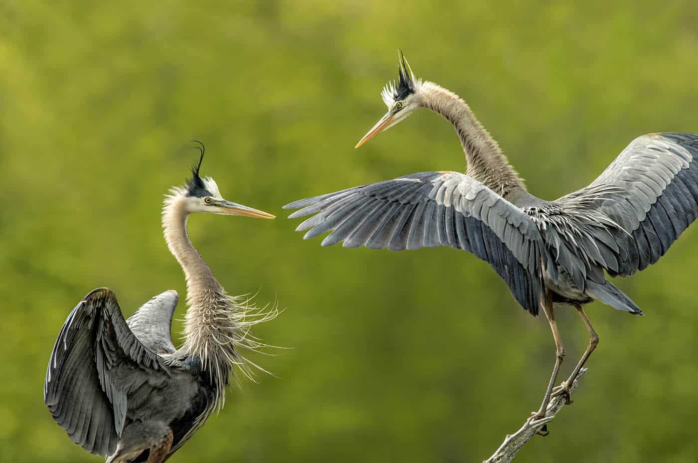 Two Herons