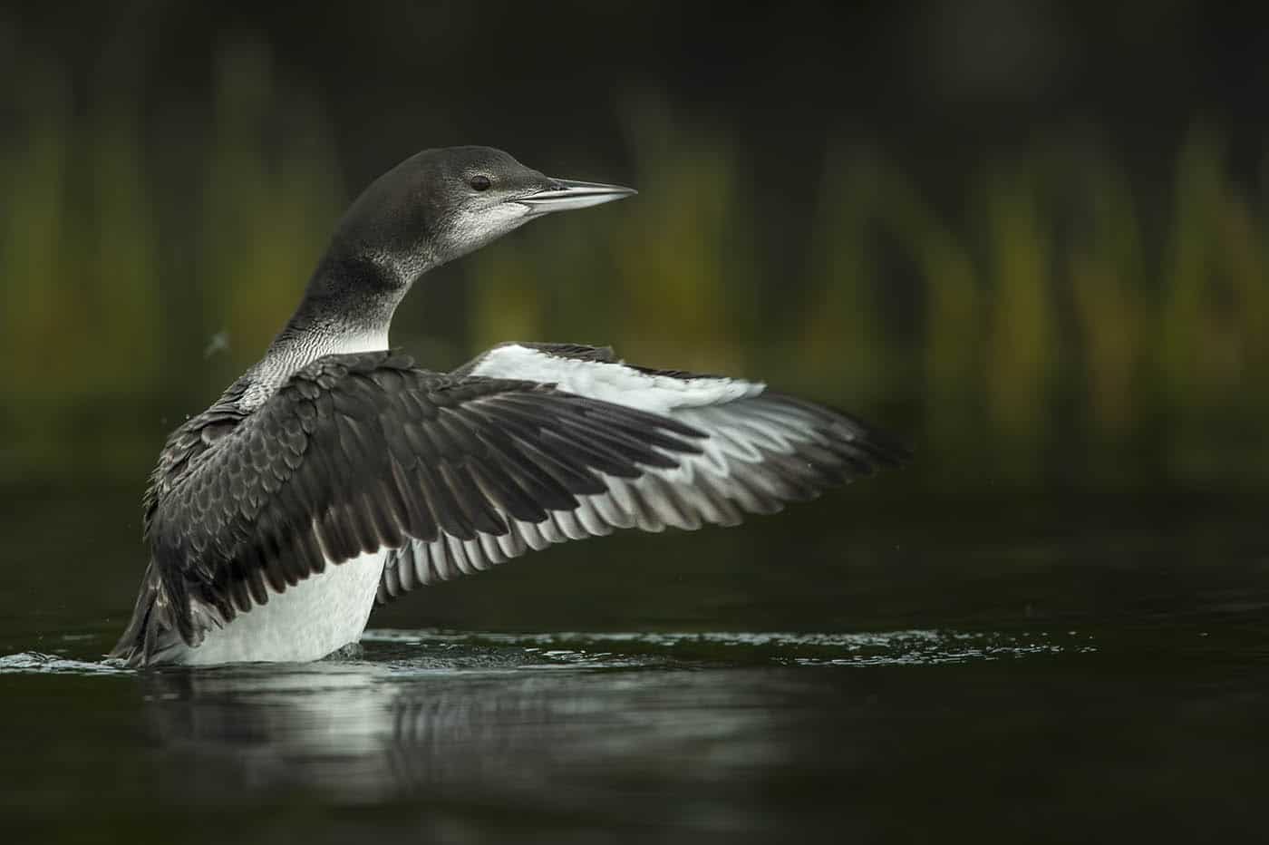 Juv Loon Wing Flap