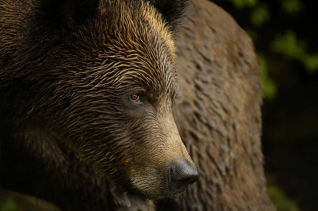 khutzeymateen grizzly bear sanctuary tours