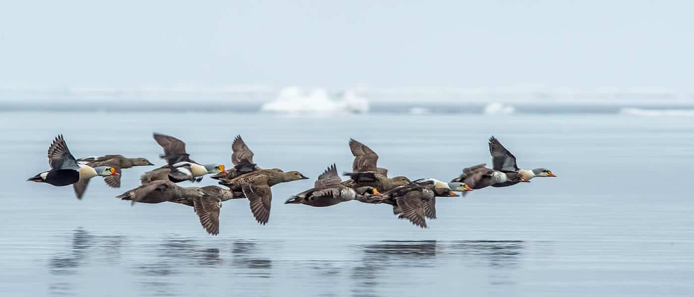 King Eider