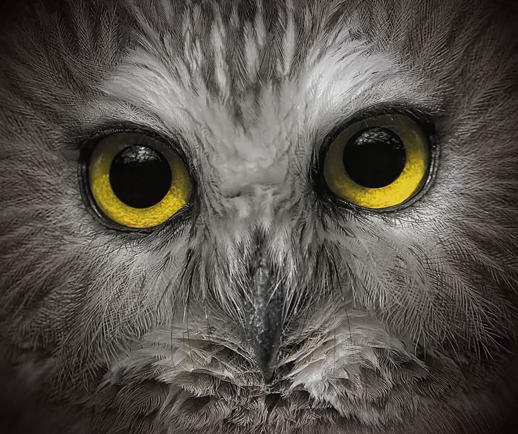 Large Owl Eyes