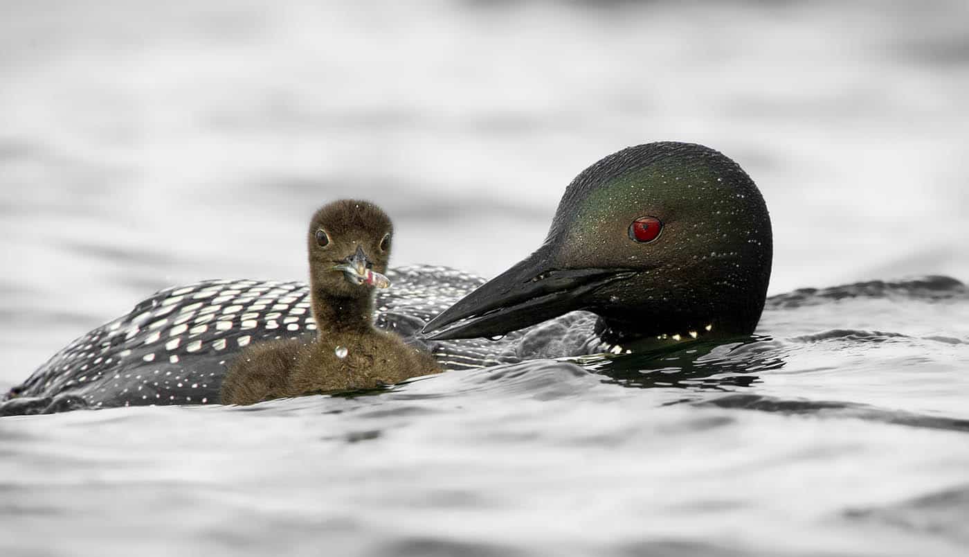 One Week Old Loon Chick With Minnow