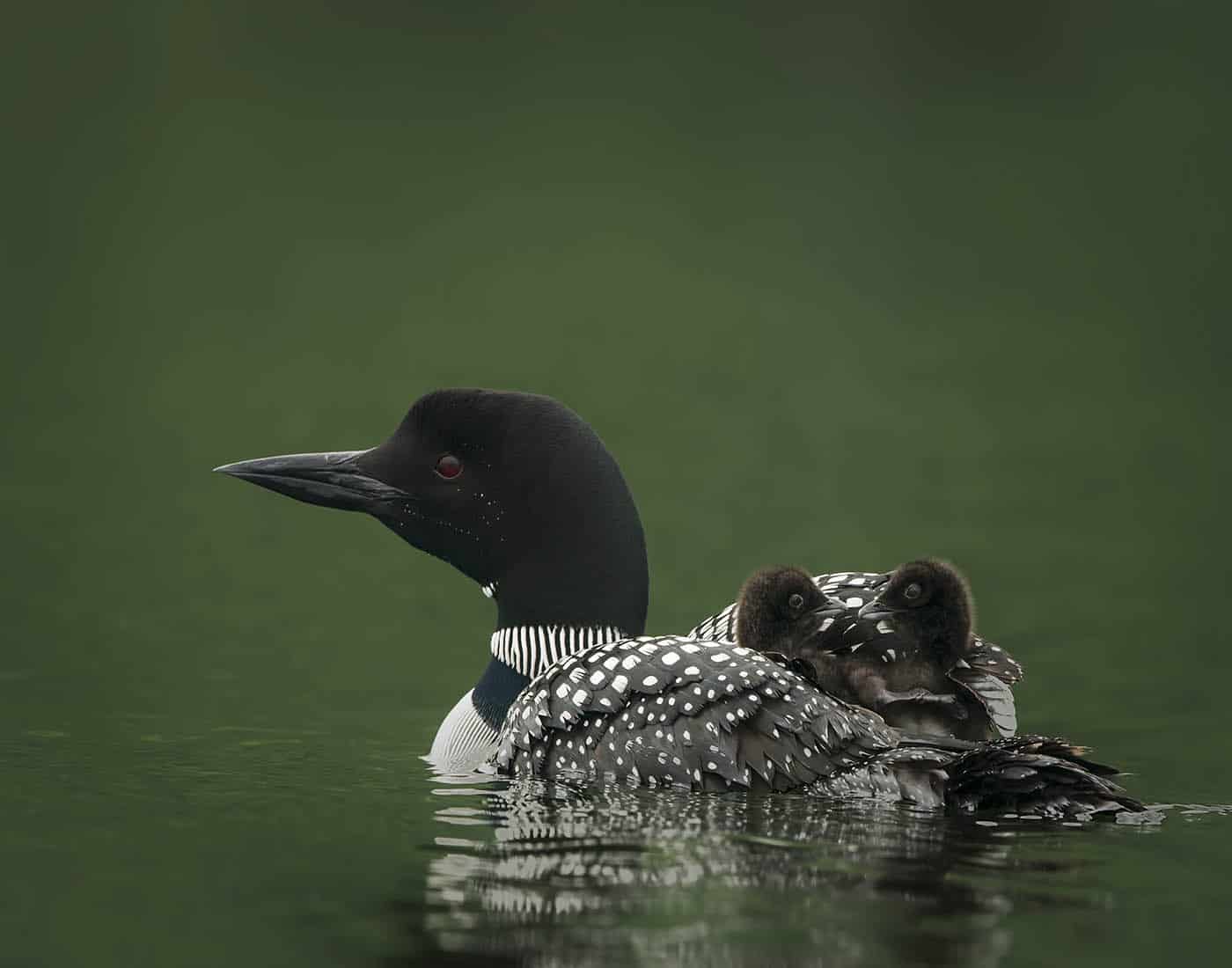 Loon Chicks Hitchin' A Ride