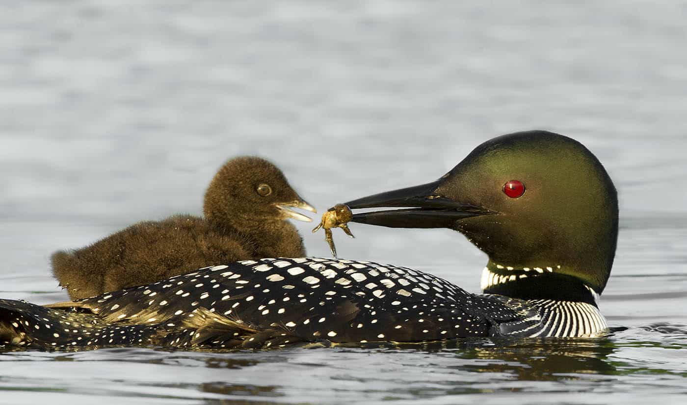 Common Loon Feeding Chick On Back