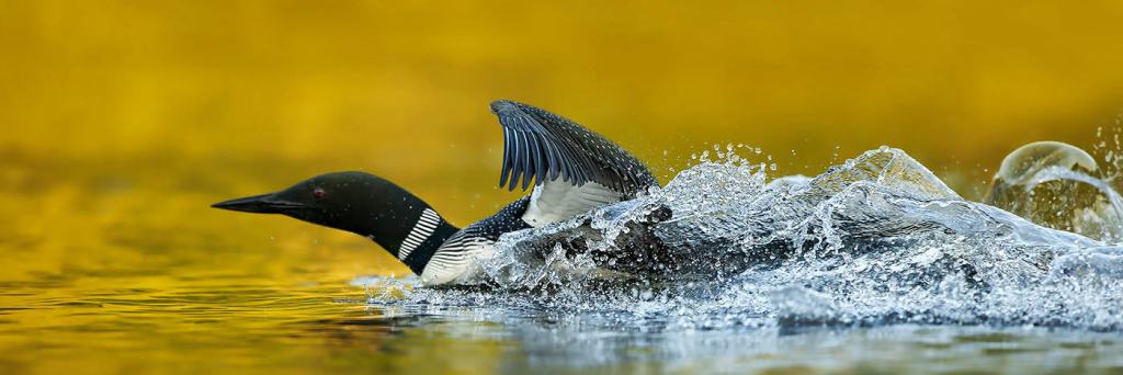 Common Loon Taking Off