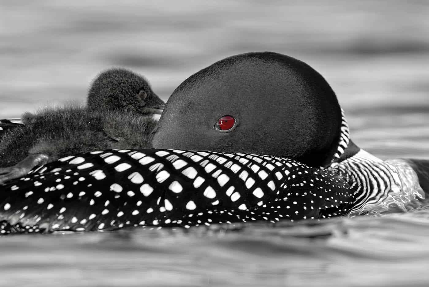 Common Loon Sleeping With Chick