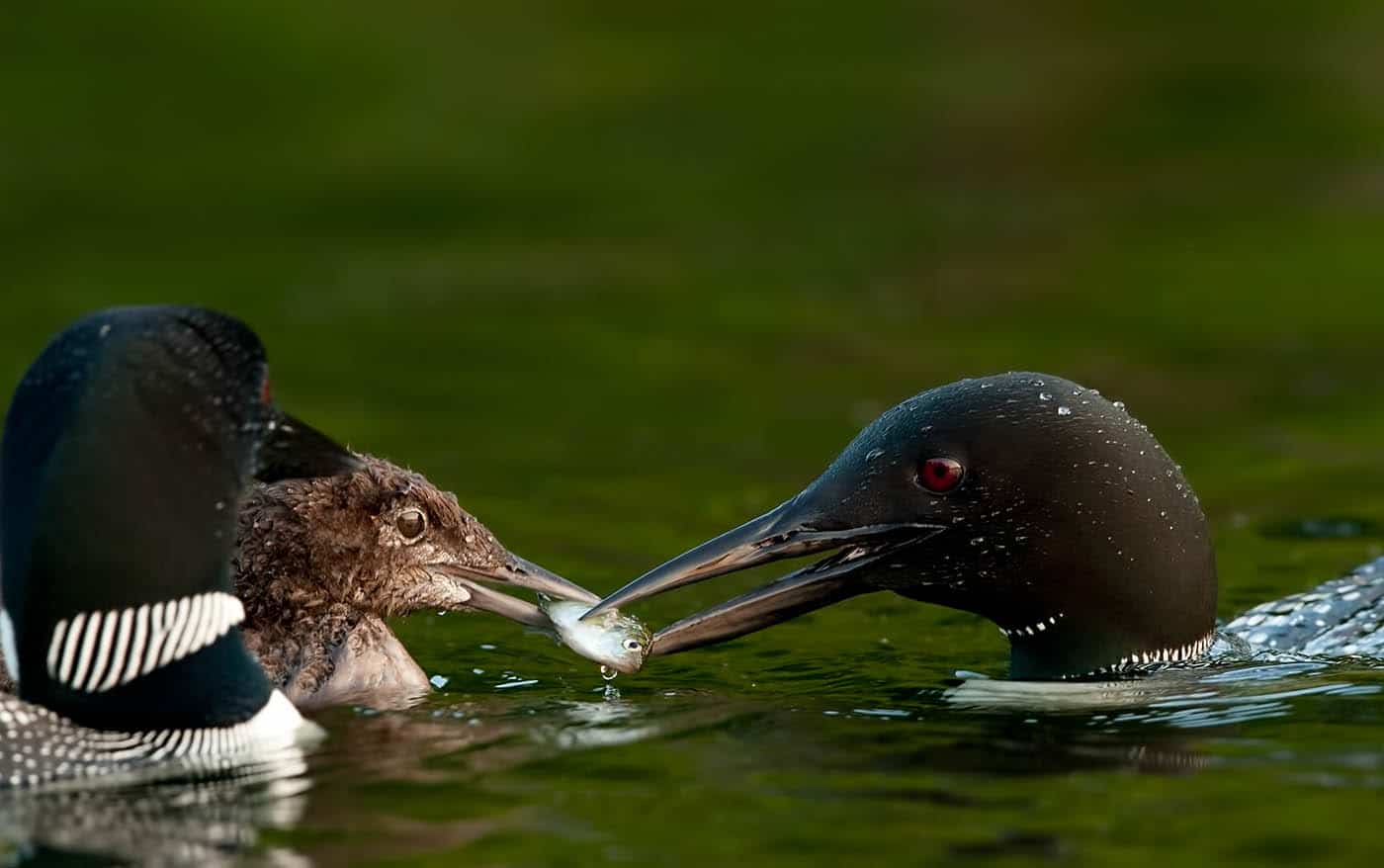 Common Loon Feeding Chick