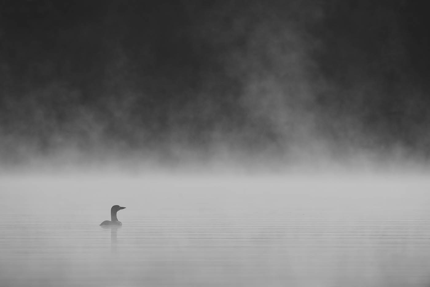 Loon in the Mist