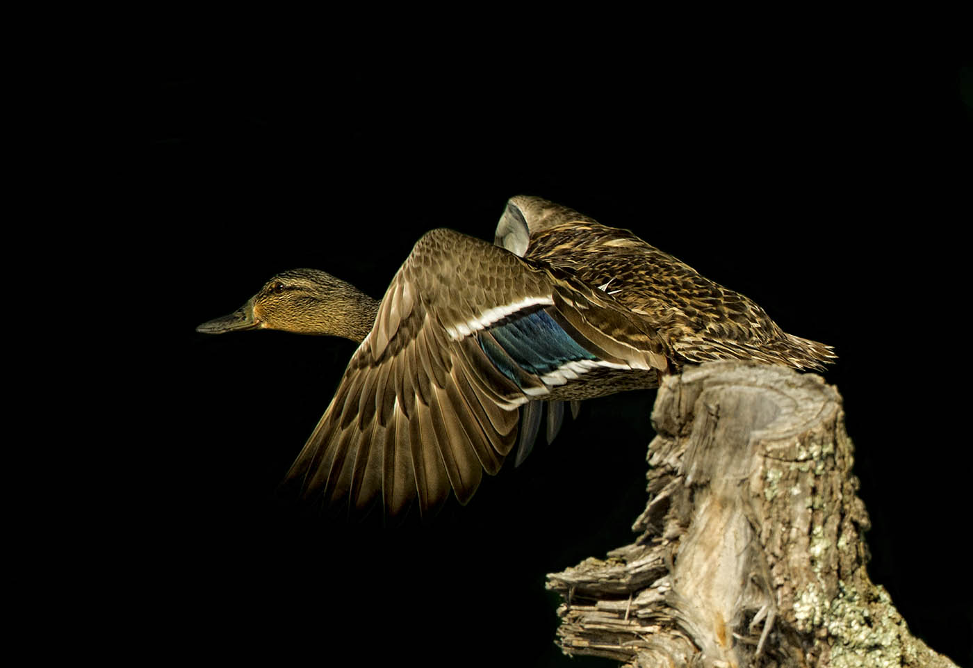 Mallard Duck In Flight