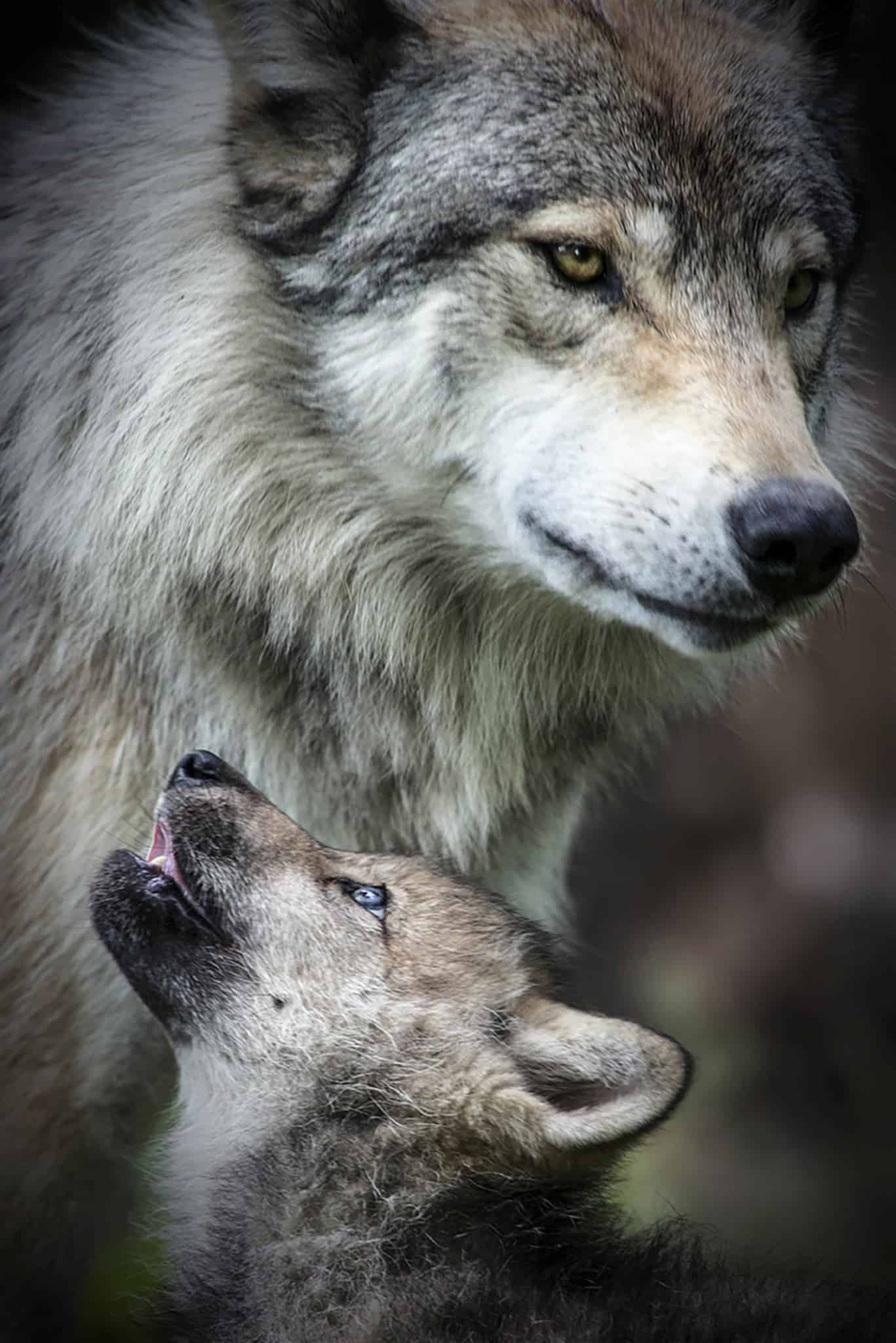 Timber Wolf and Pup - Cool Wildlife