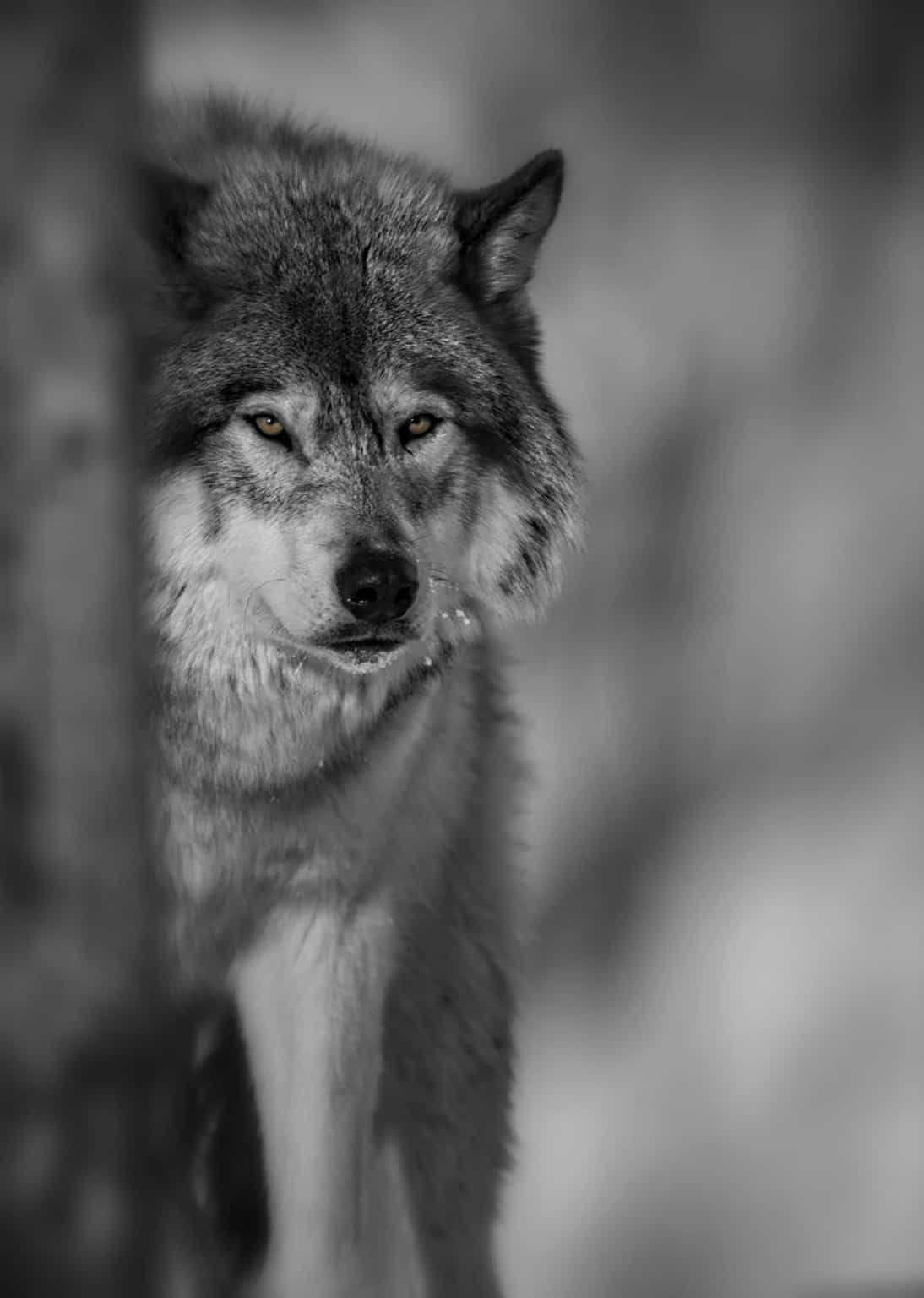 Black Wolf Images Mystery & Fear Unravelled Cool Wildlife