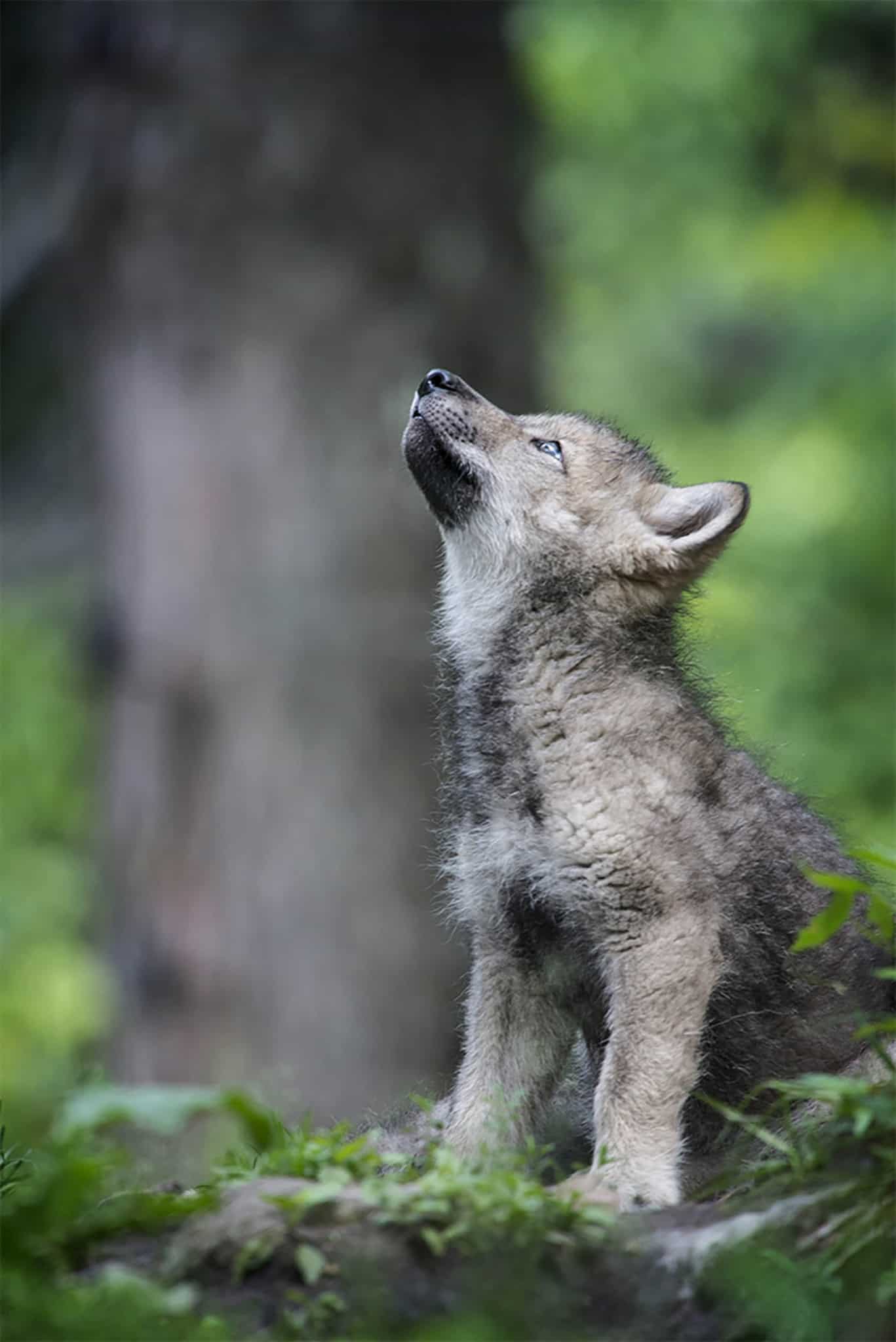 Timber Wolf Pup Howl - Cool Wildlife