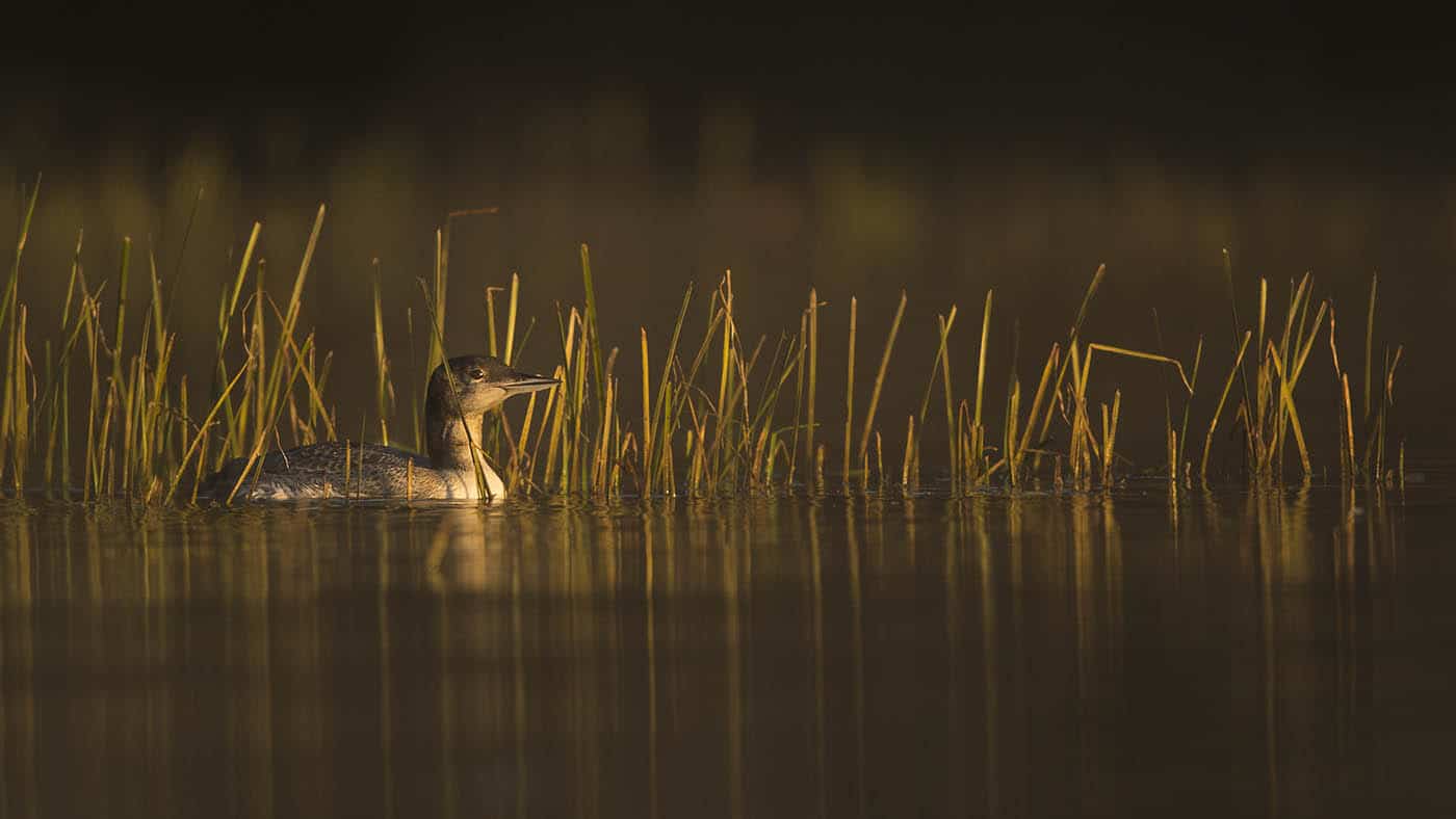 Loon Golden Light