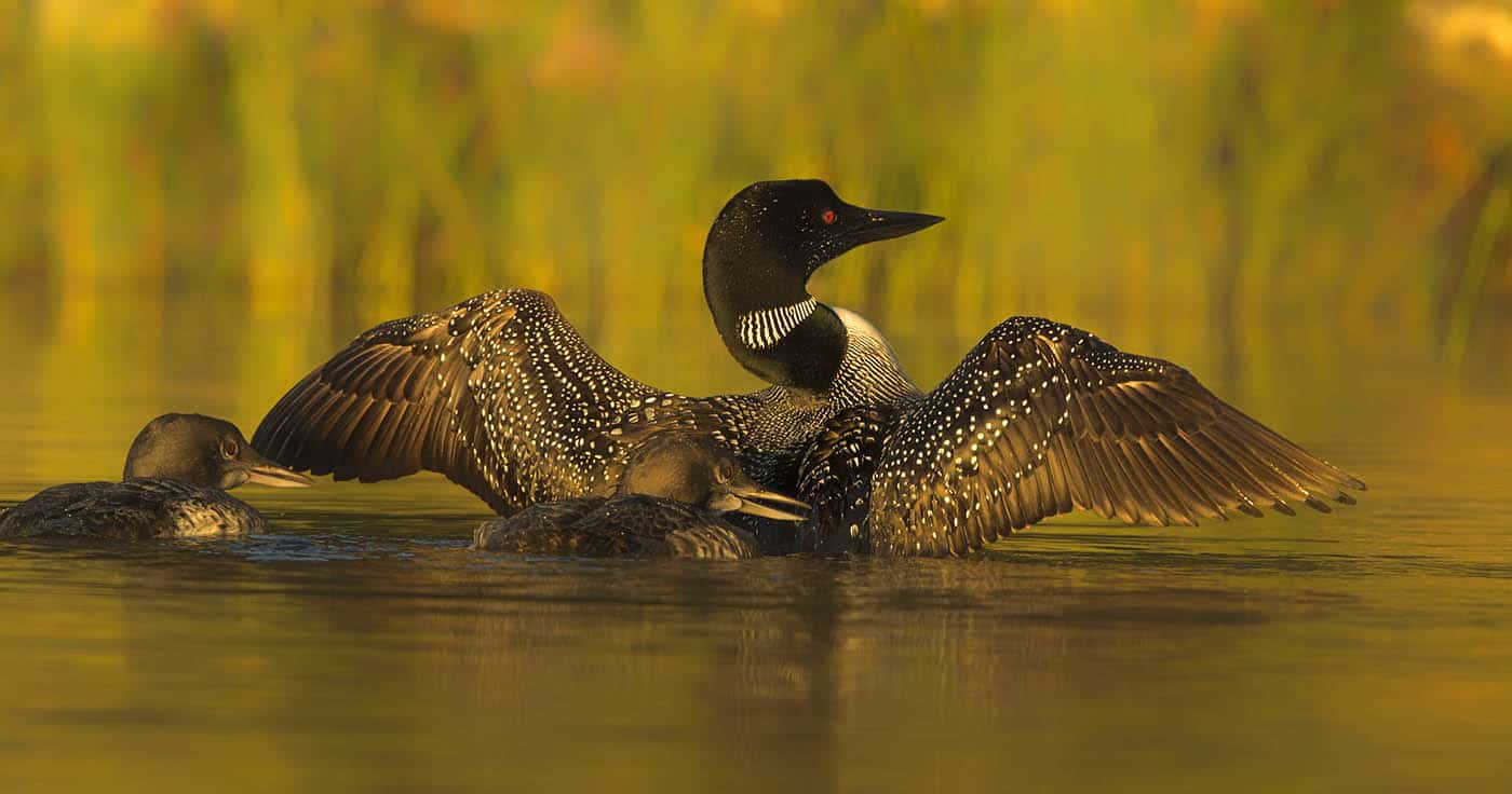 Loon Family Cool Wildlife