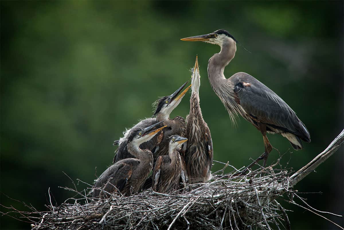 Blue Heron Chicks