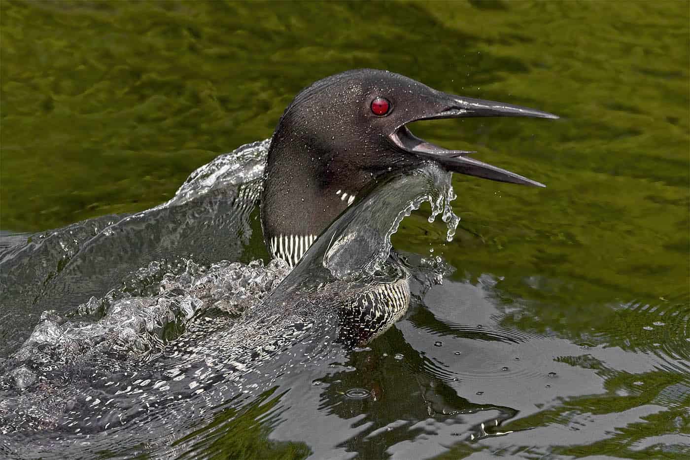 Maynard Loon Aggression CDN GEO Image