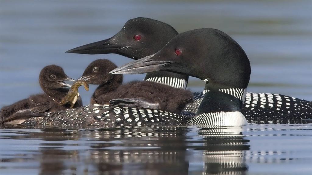 Maynard Loon Chicks