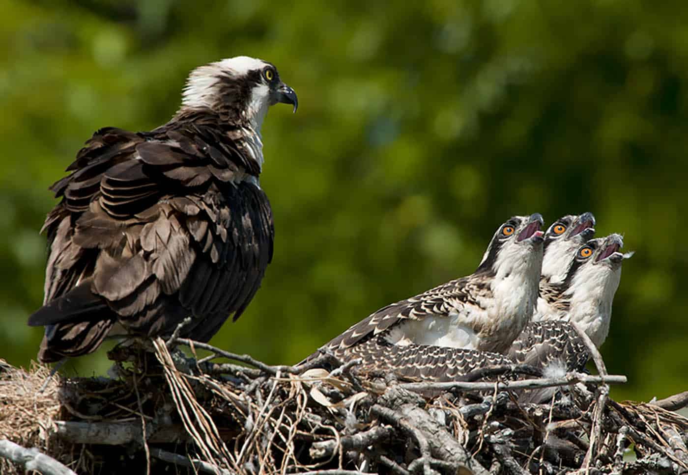 Osprey Family Rideau