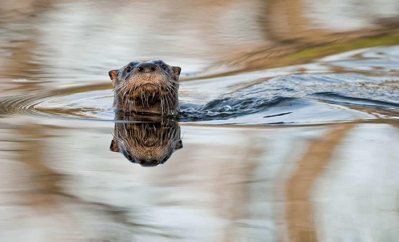 Curious River Otter