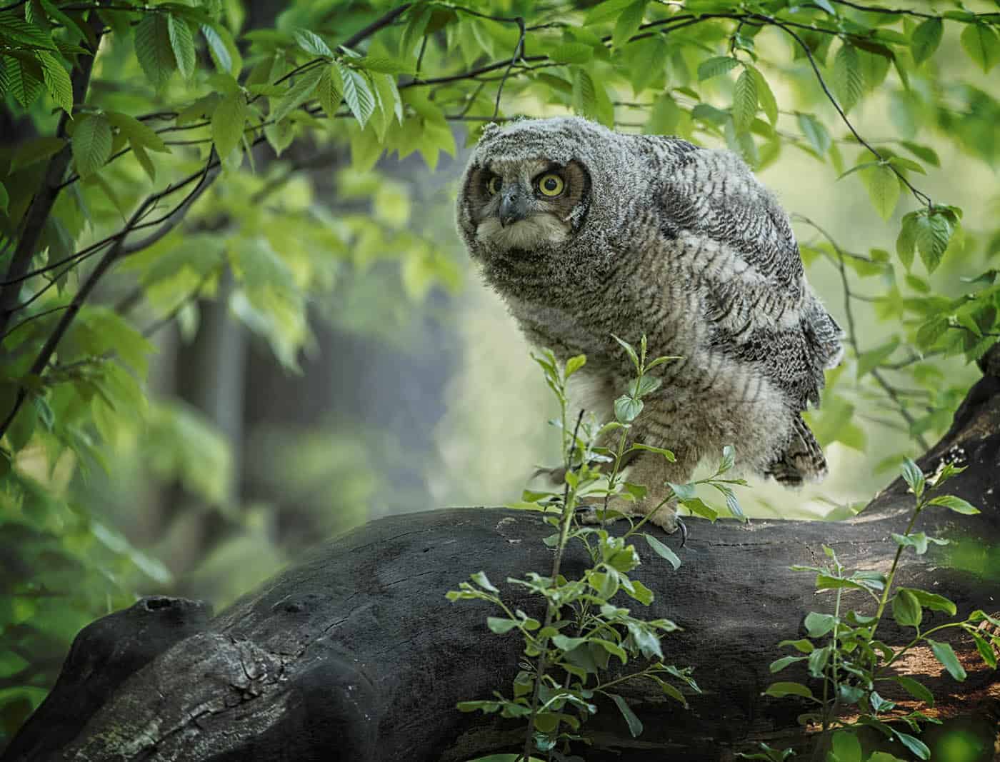 Great Horned Owl Fledgling