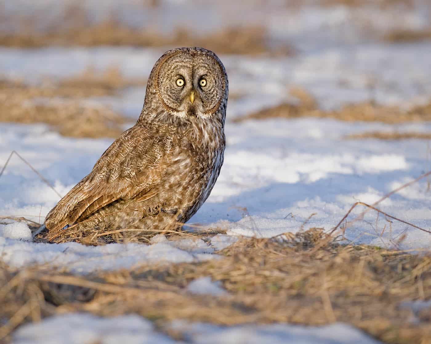 Owl in Snow