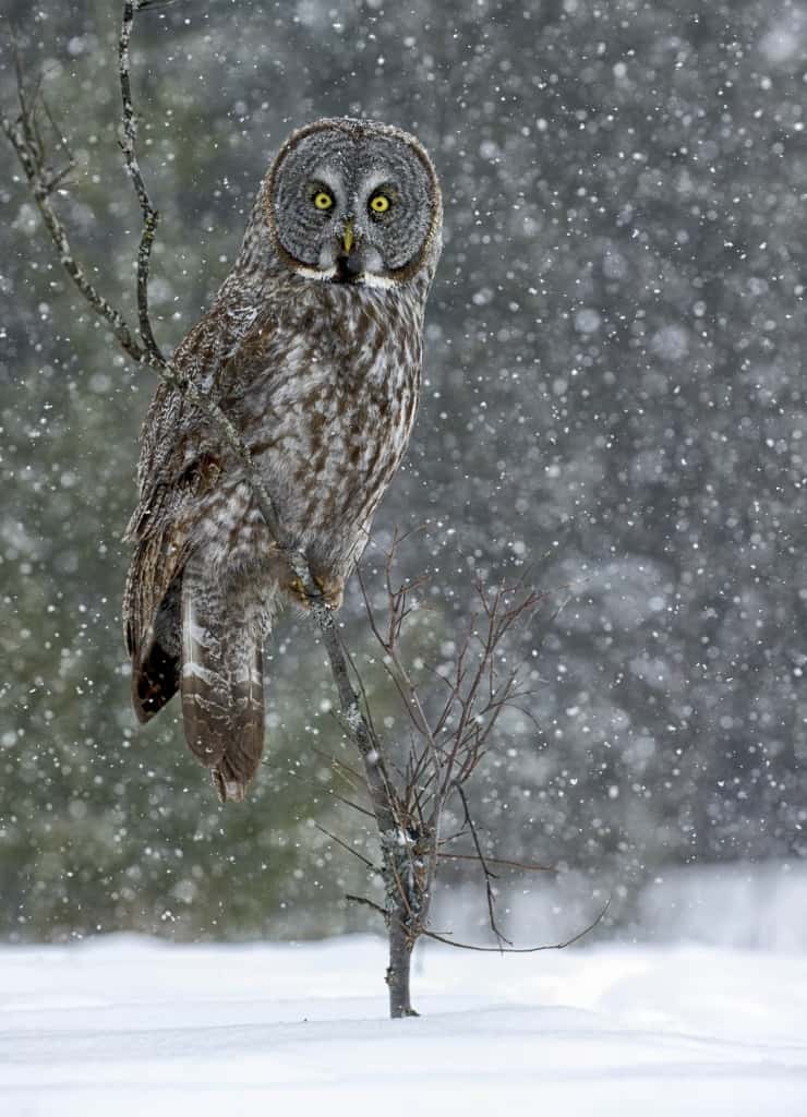 Great Grey In Snow