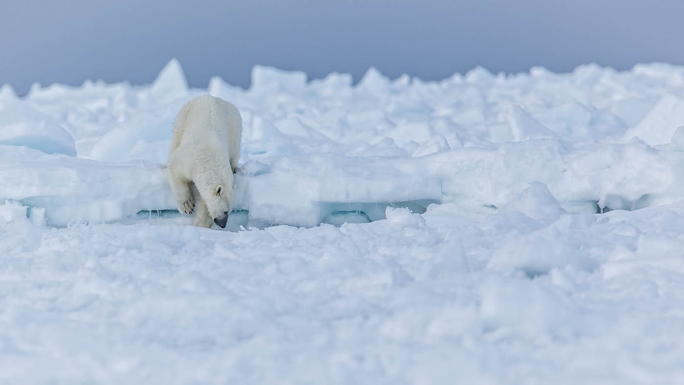 Polar Bear