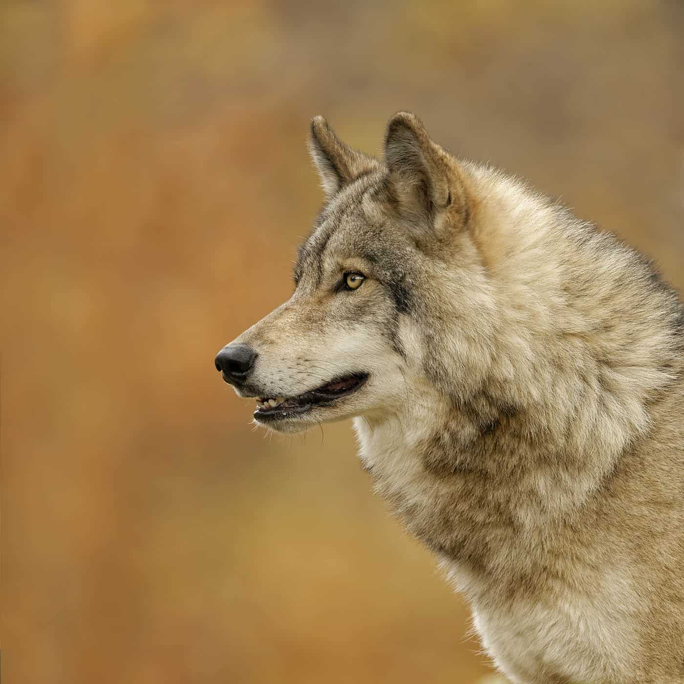 Autumn Timber Wolf Portrait