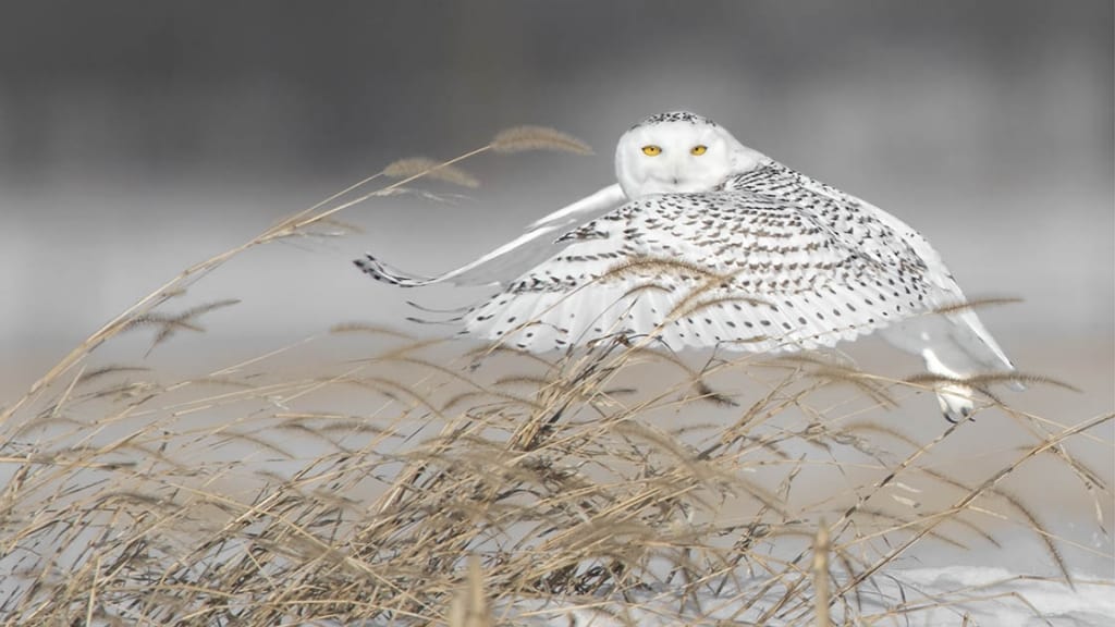 Snowy Owl on Plain