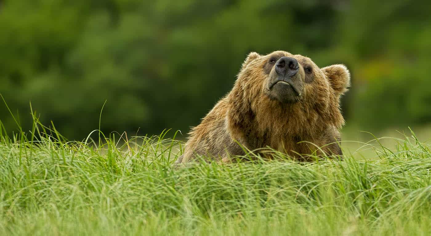 Brown Bear Scenting The Air