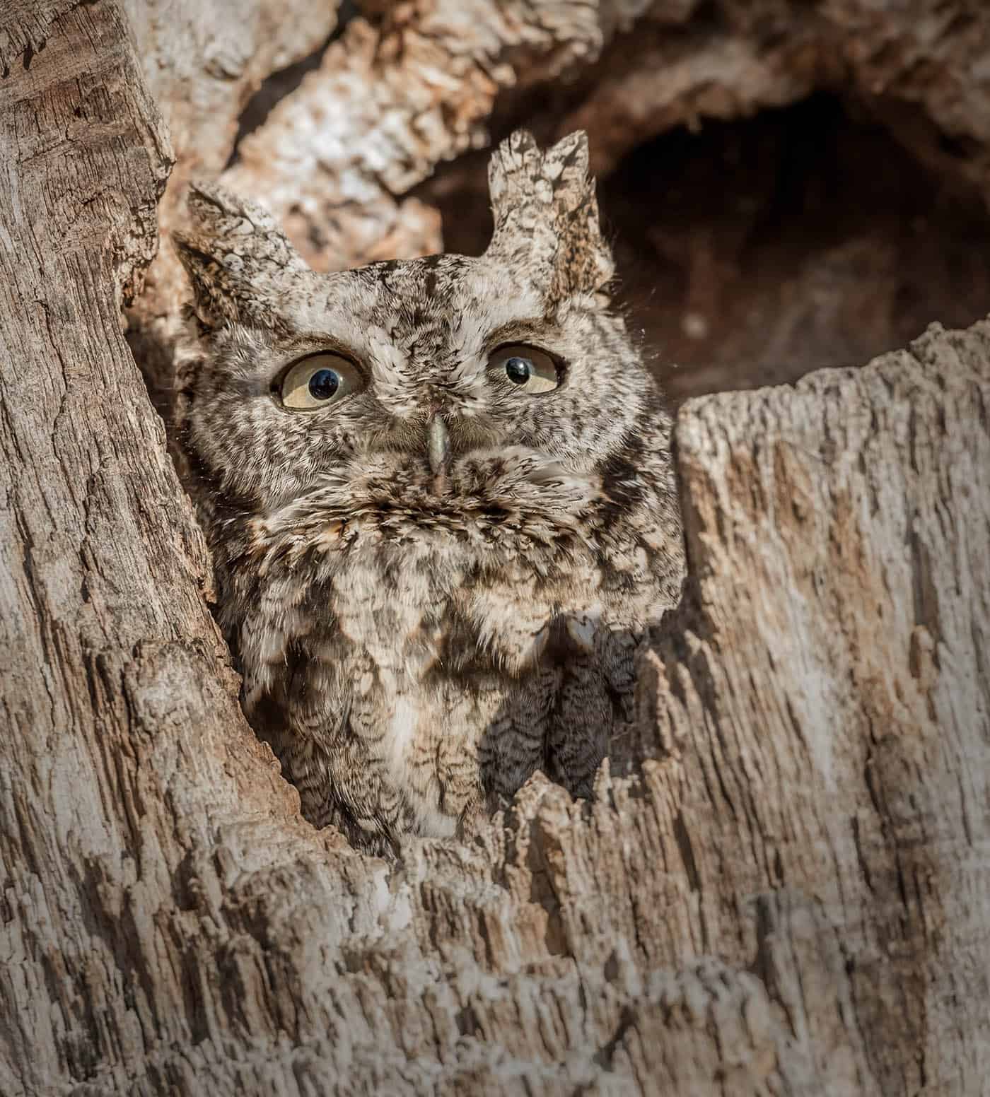 Screech Owl in Hollow