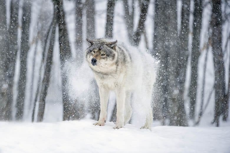 Snow Shake Timber Wolf - Cool Wildlife