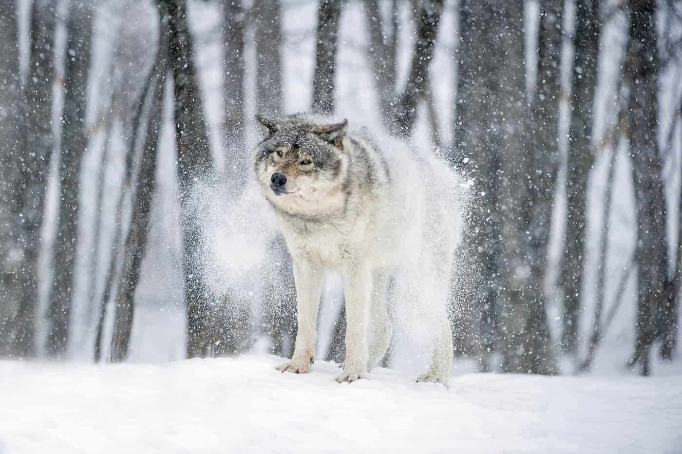 Snow Shake Timber Wolf