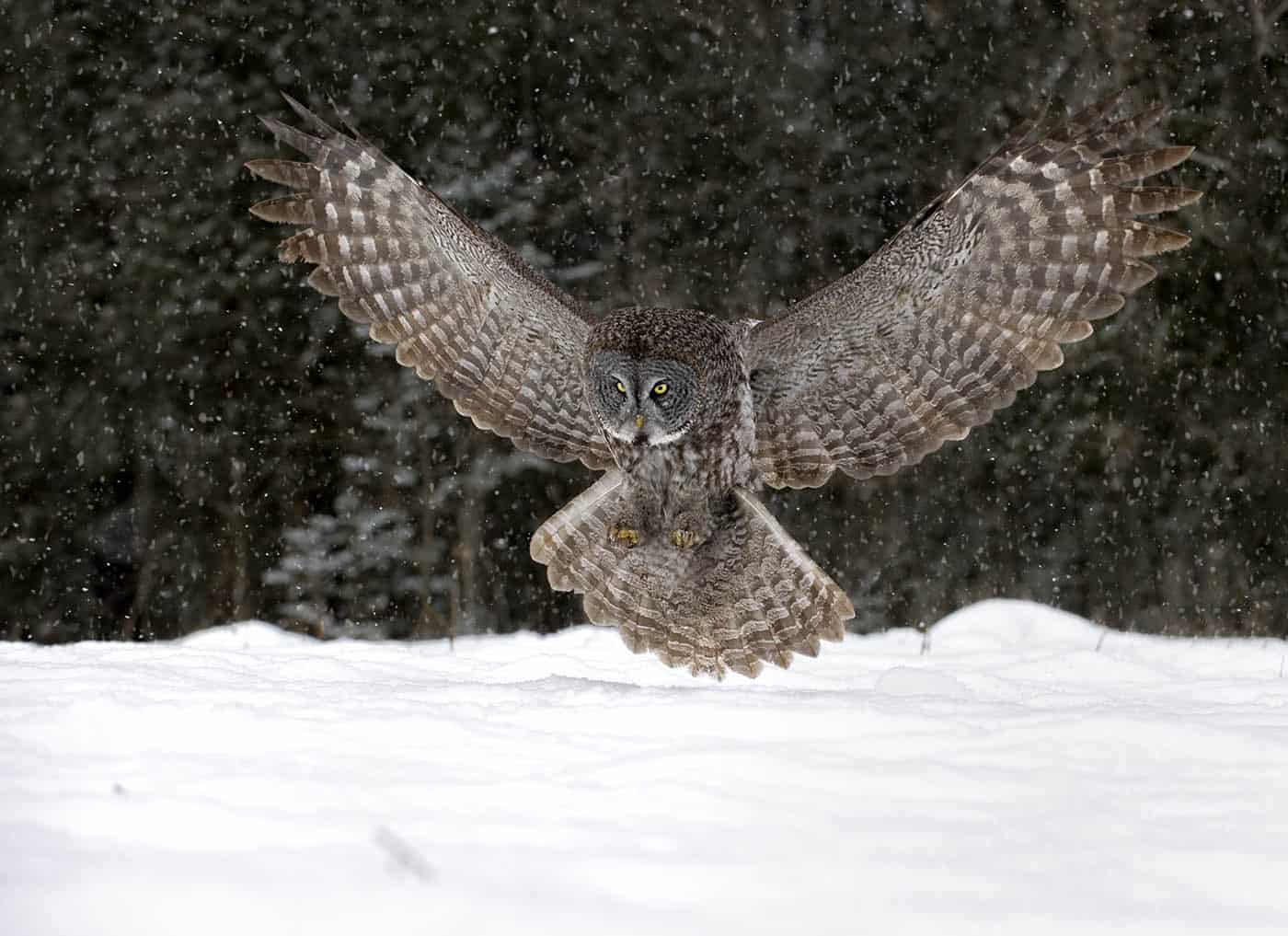 Great Grey Landing Gear Down